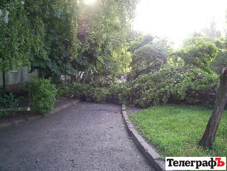 ФОТО - Буря повалила деревья в Кременчуге